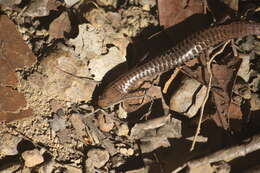 Sivun Iphisa elegans Gray 1851 kuva