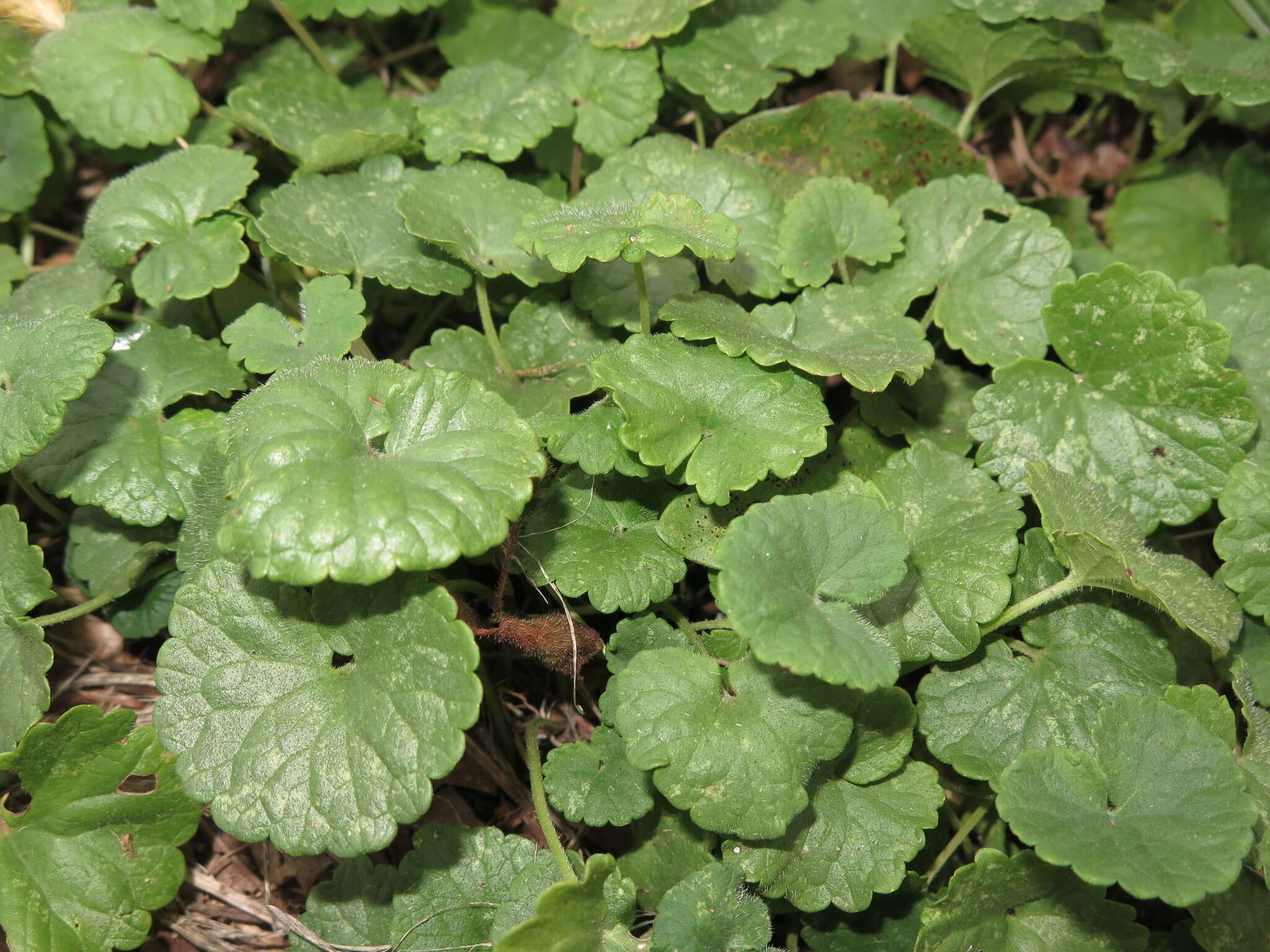 Image of Glechoma hederacea L.