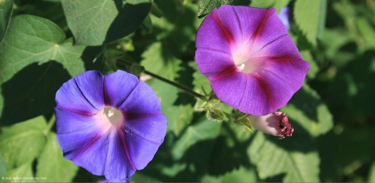 Image of tall morning-glory