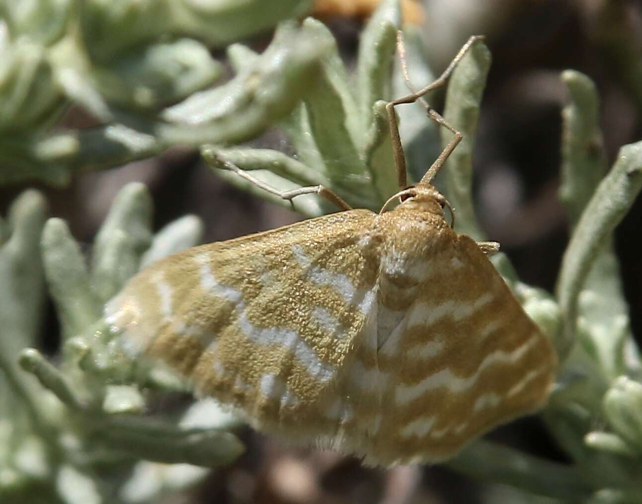 Image of Idaea sericeata