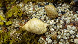 Image of Dog whelk