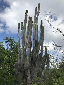 Cereus repandus (L.) Mill. resmi