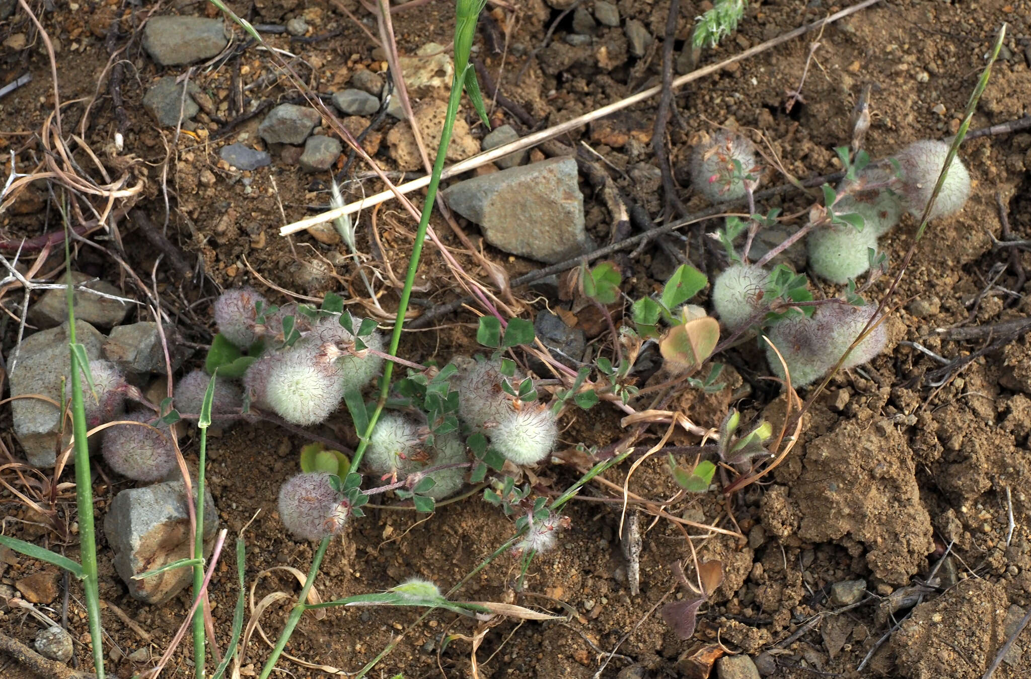 Plancia ëd Trifolium pauciflorum d'Urv.