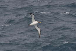 Image of Chatham Albatross