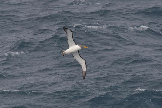 Image of Chatham Albatross