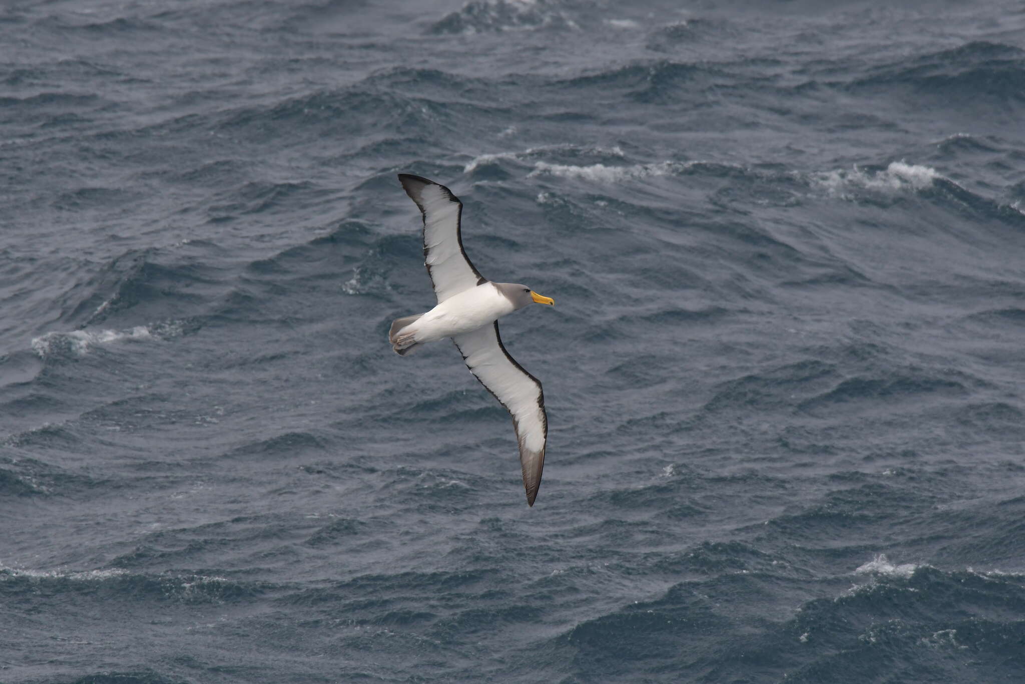 Image de Albatros des Chatham