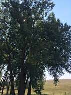 Image of plains cottonwood