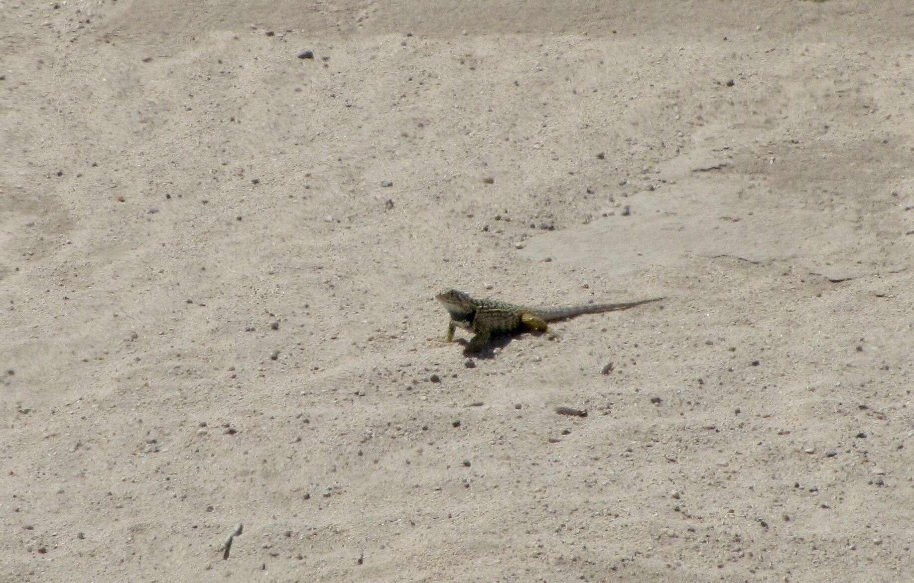 Image of Baja California Spiny Lizard