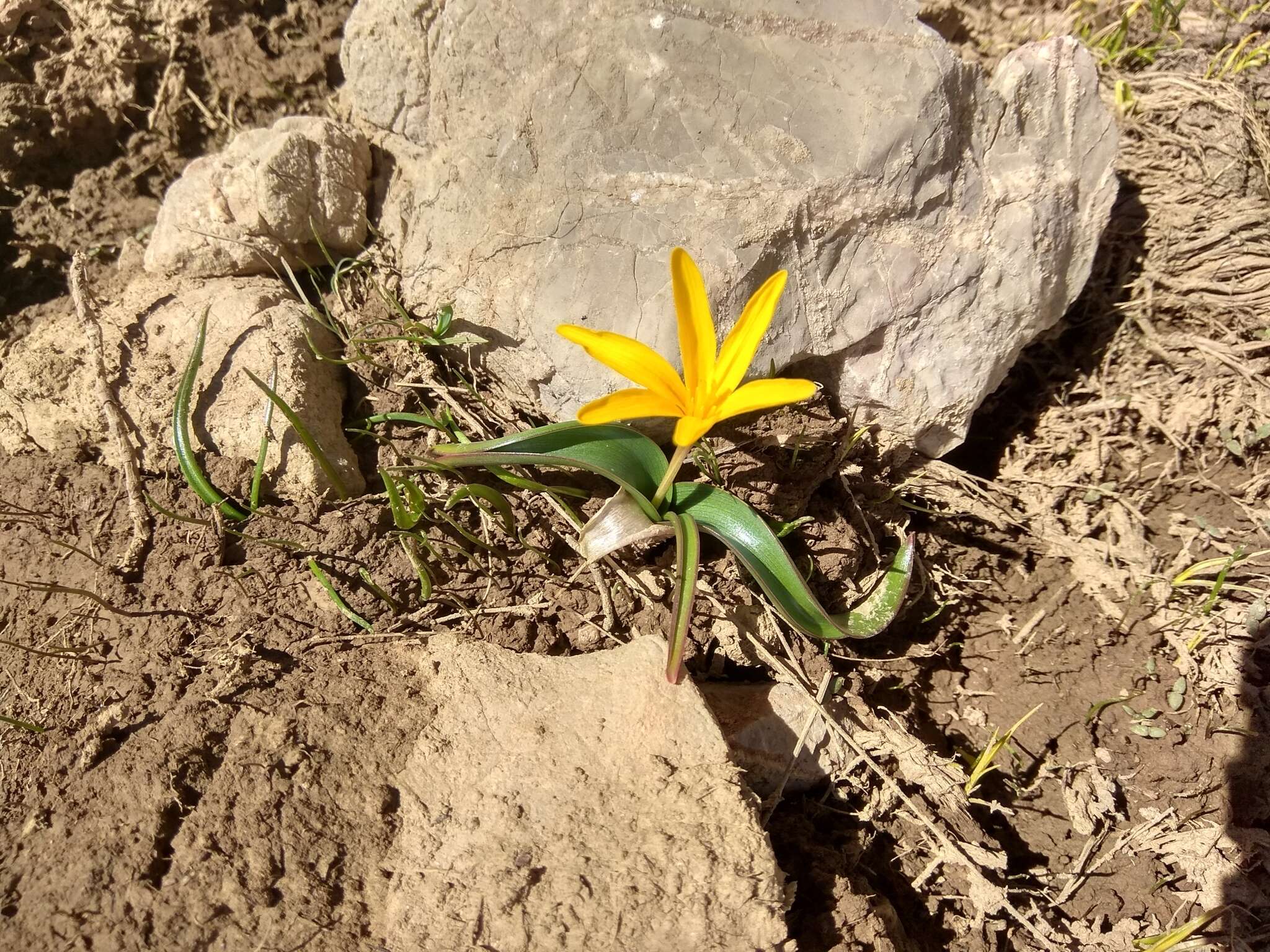 Image of Colchicum luteum Baker