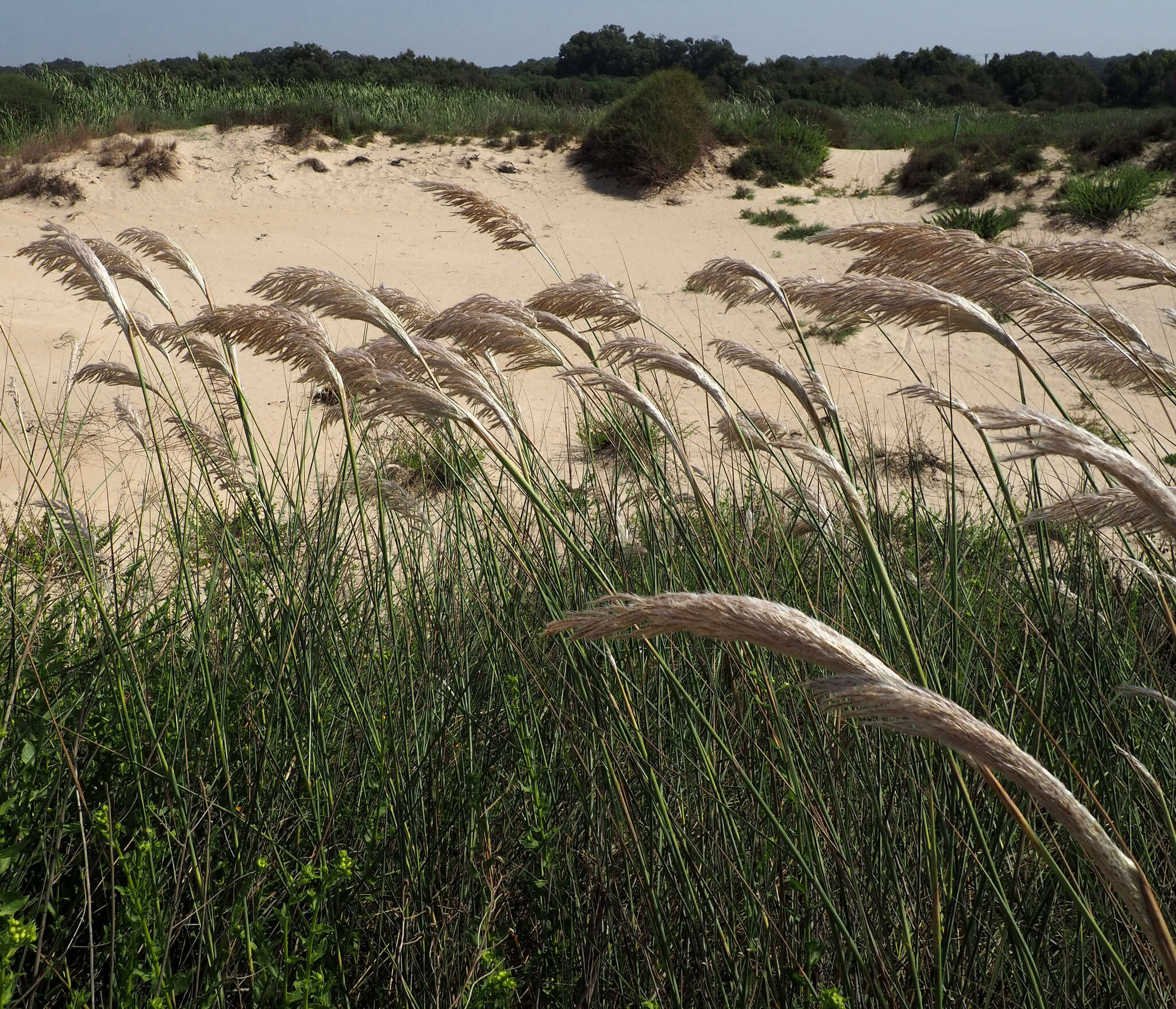 Image of African fodder cane