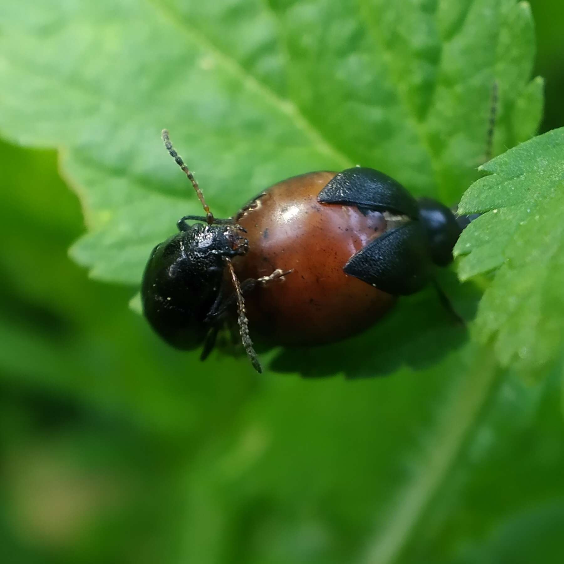 Sivun <i>Colaspidema barbarum</i> kuva