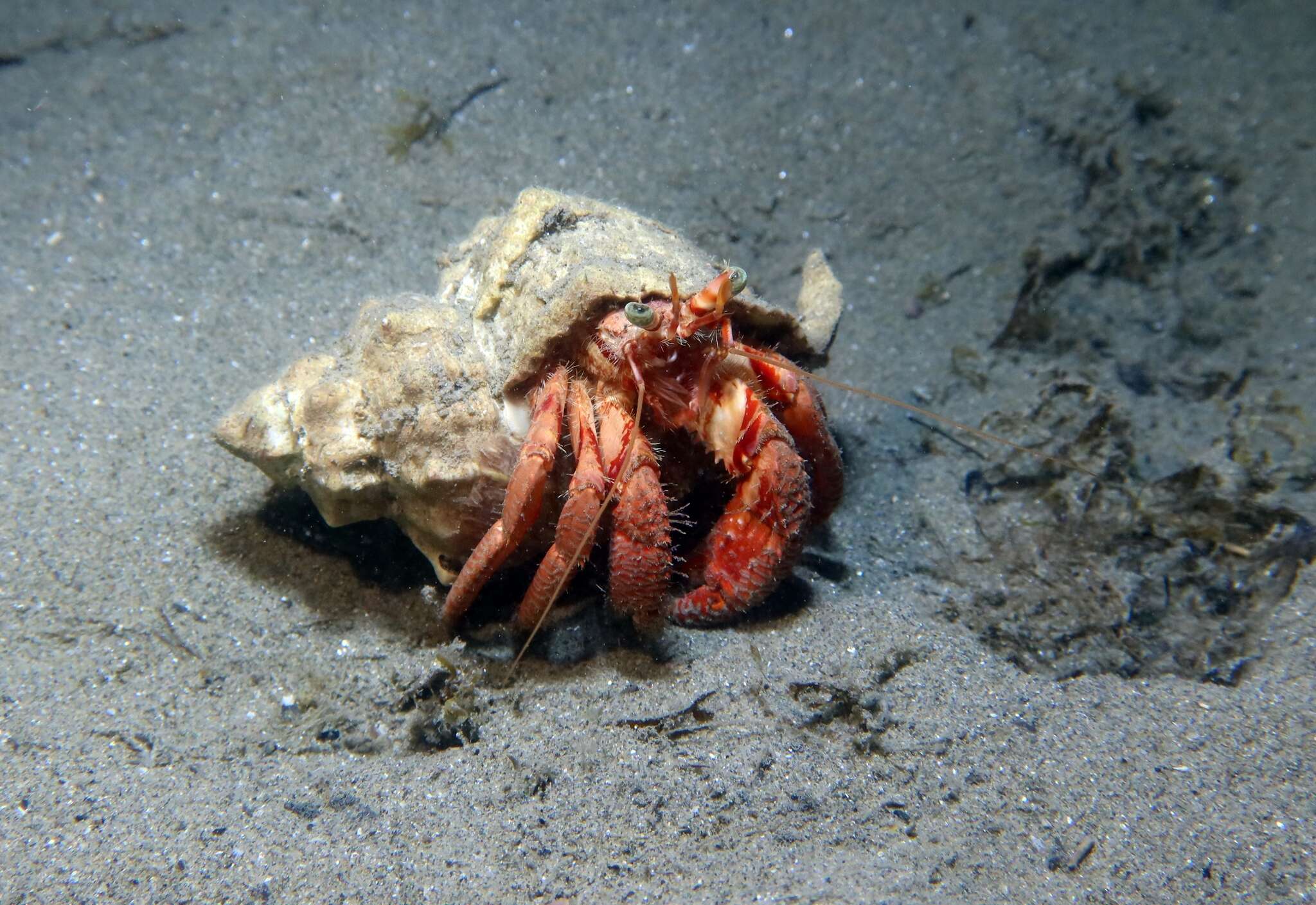 Image of striated hermit crab