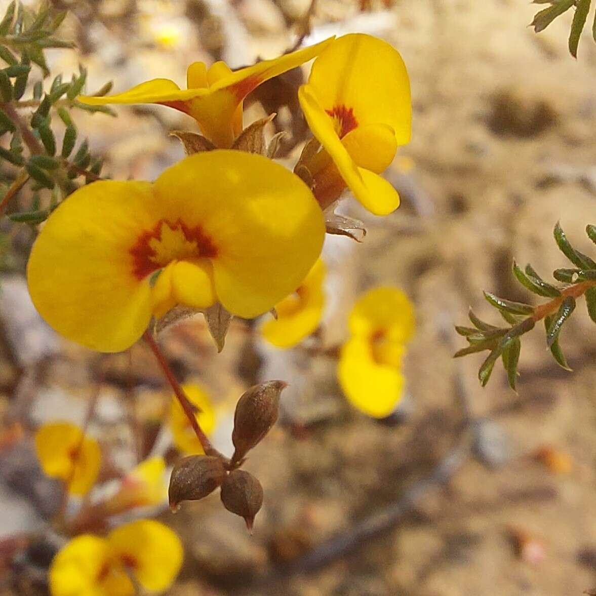 Image of Dillwynia trichopoda (Blakely) Jobson & P. H. Weston