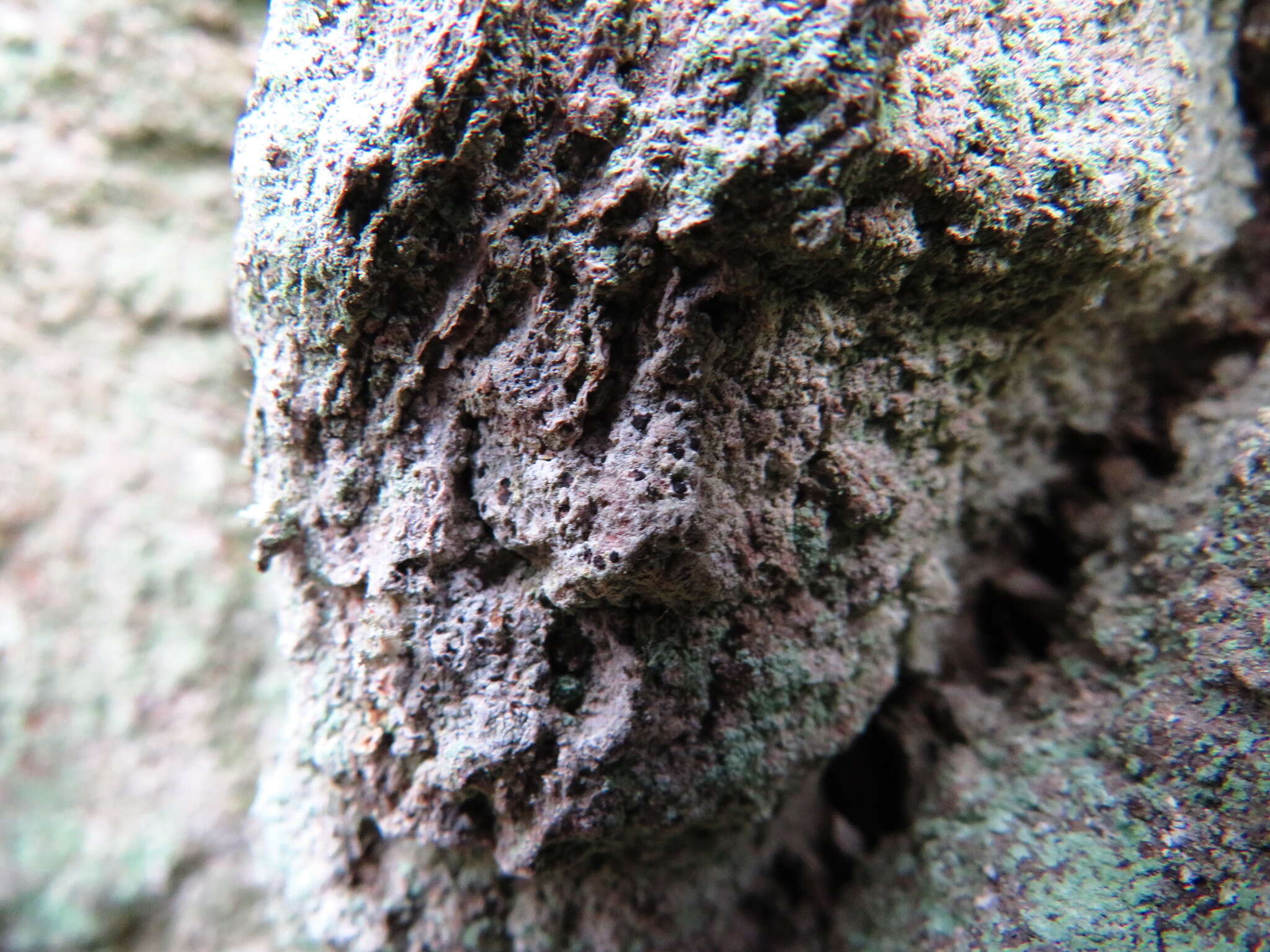 Image of dot lichen