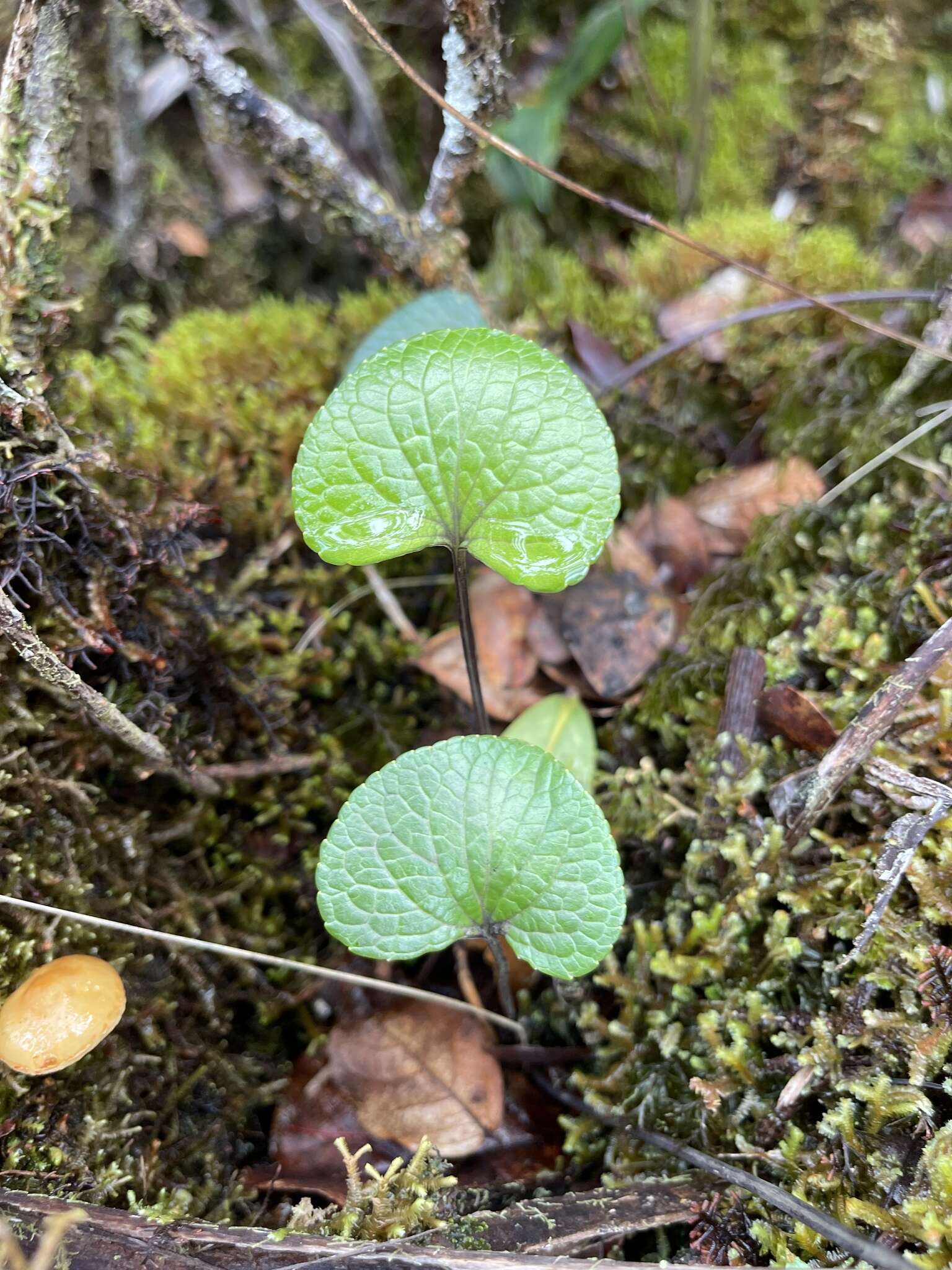 Image de Viola kauaensis A. Gray