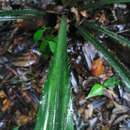 Image of Bromelia fosteriana L. B. Sm.