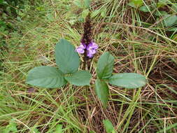 Image of Macropsychanthus hexander