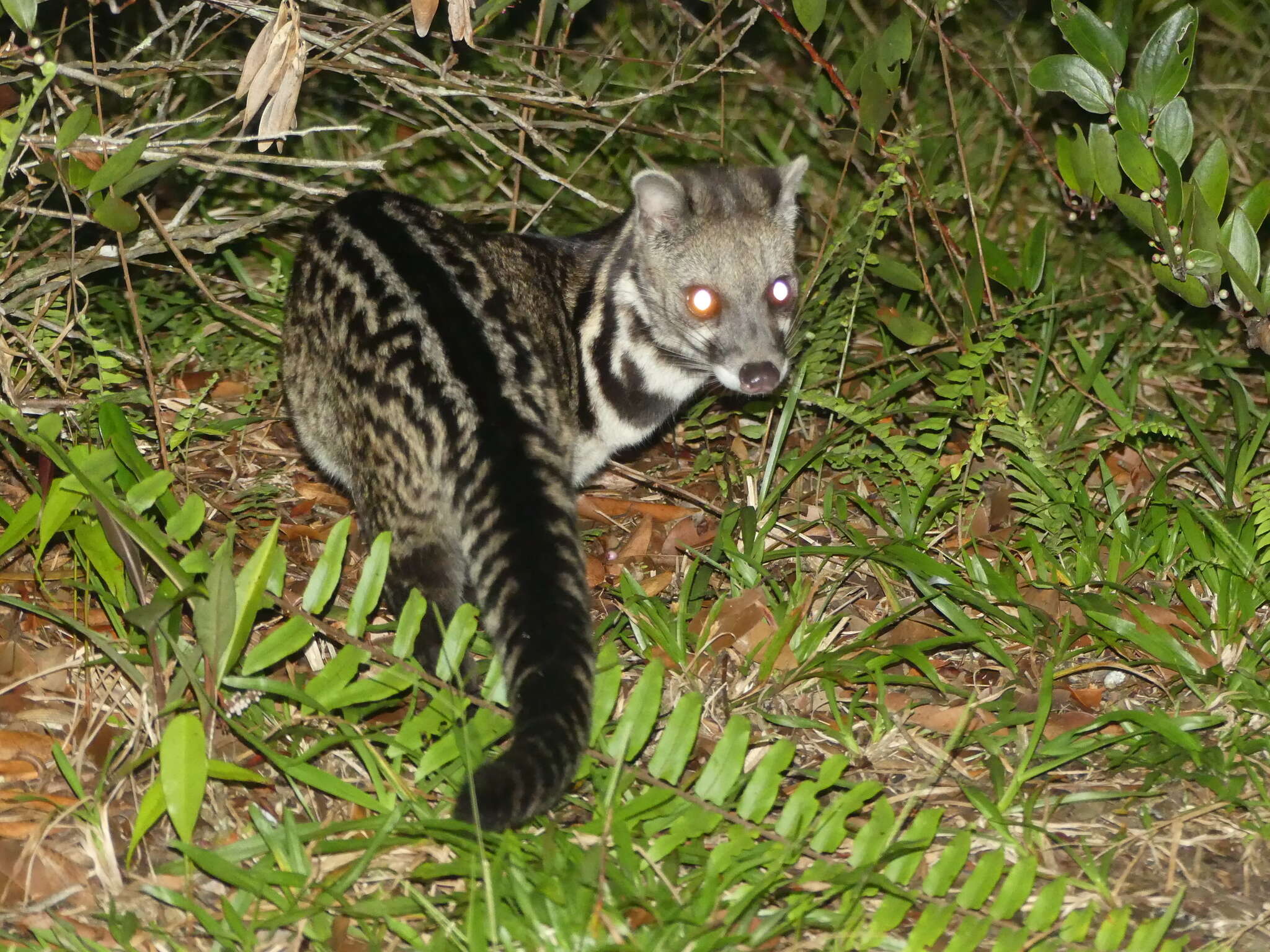 Image of Oriental Civet