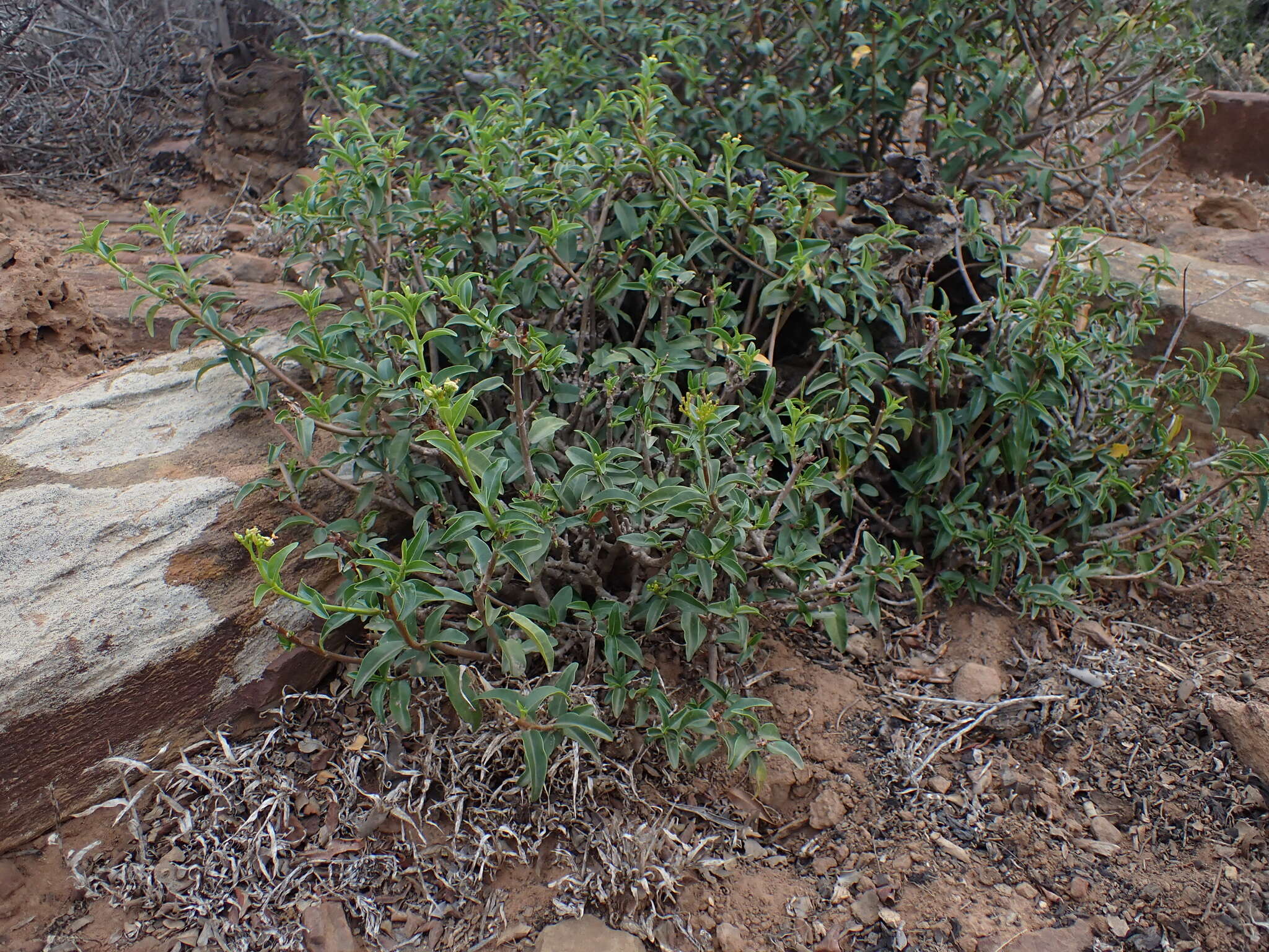 Image of Jatropha capensis (L. fil.) Sond.