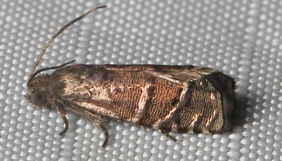 Image of Eastern Pine Seedworm Moth