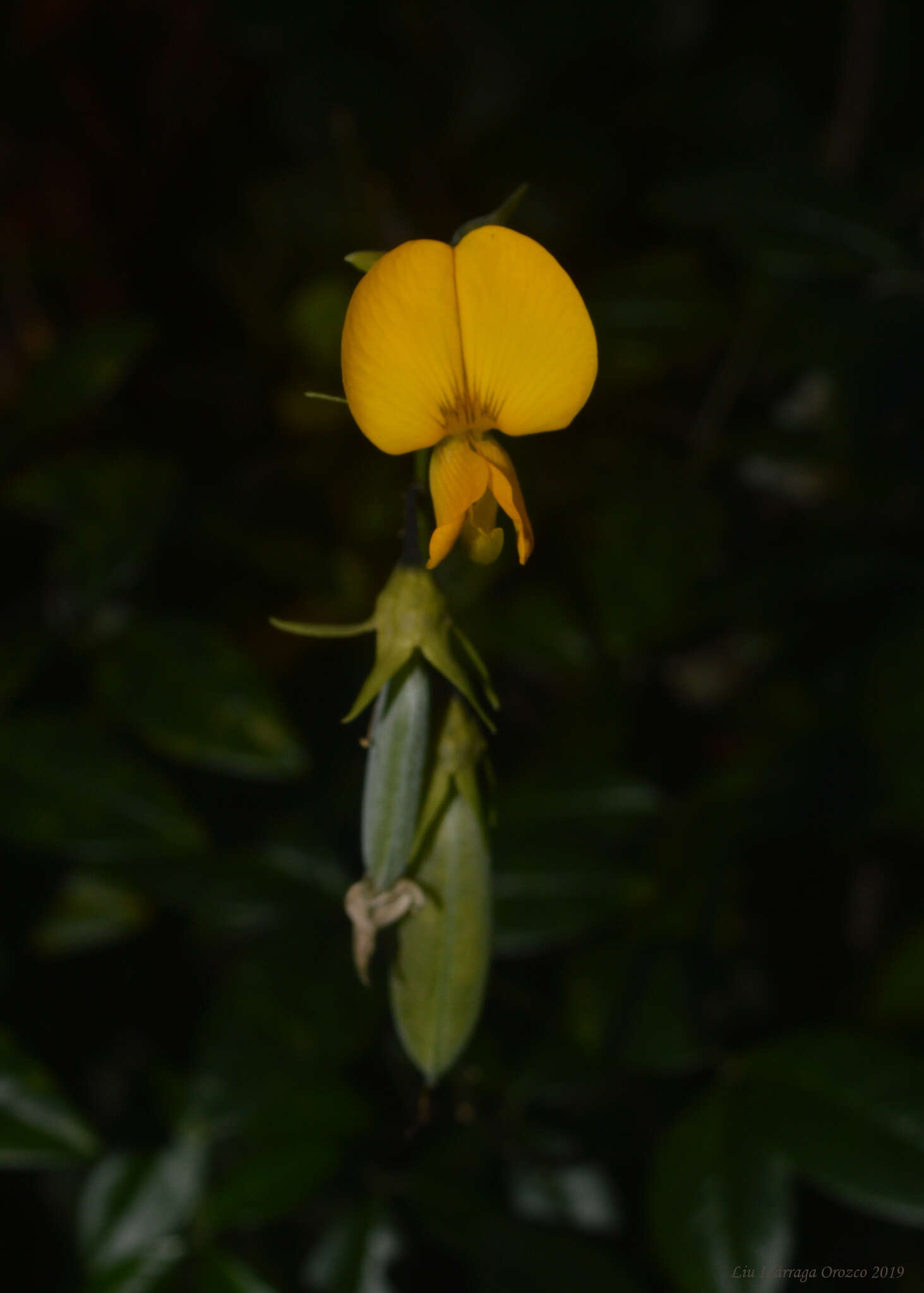 Imagem de Crotalaria vitellina Ker. Gawl.