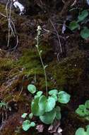 Image of spiked saxifrage