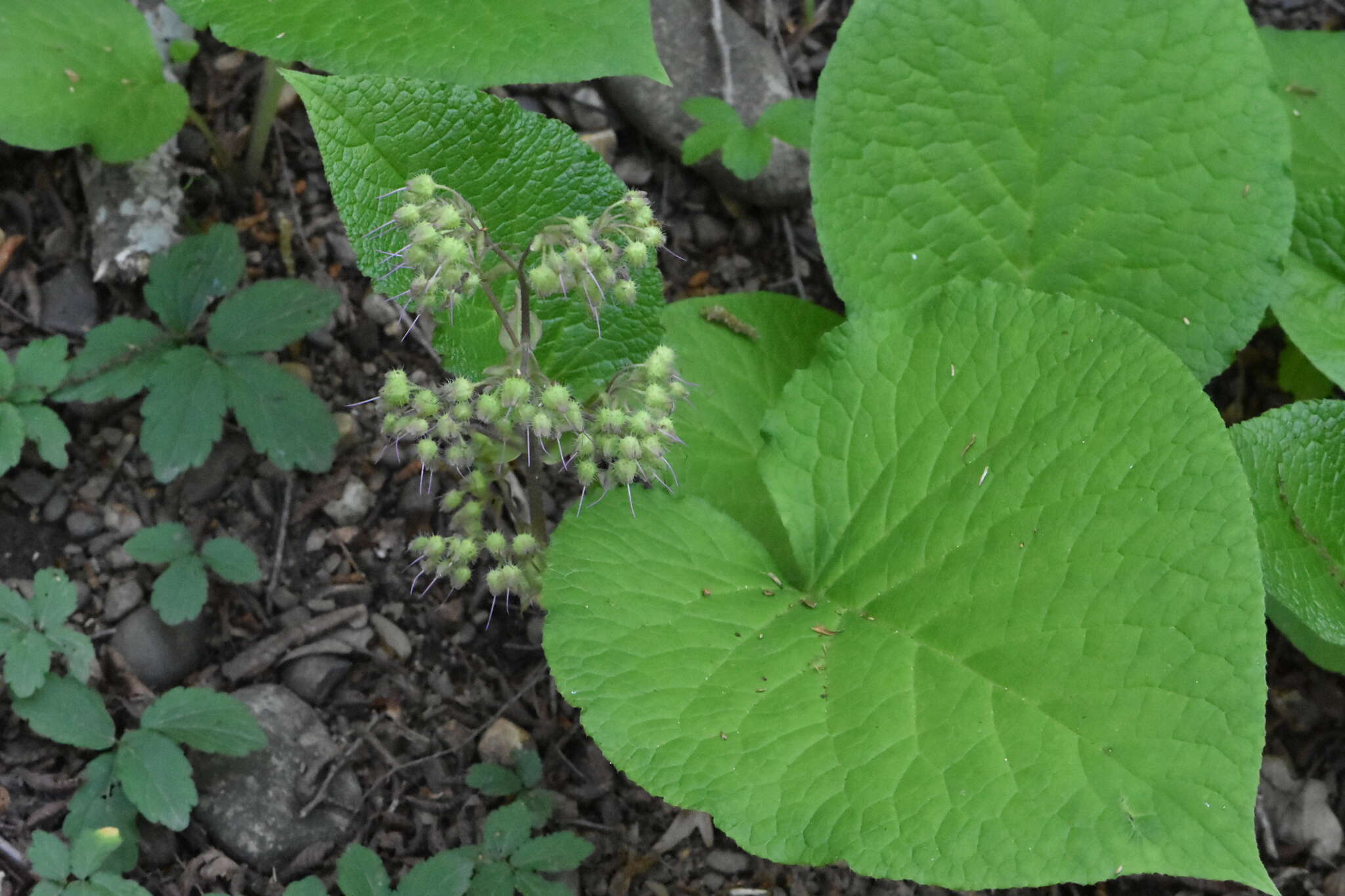 Слика од Trachystemon orientalis (L.) G. Don