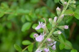 Image of Canada germander