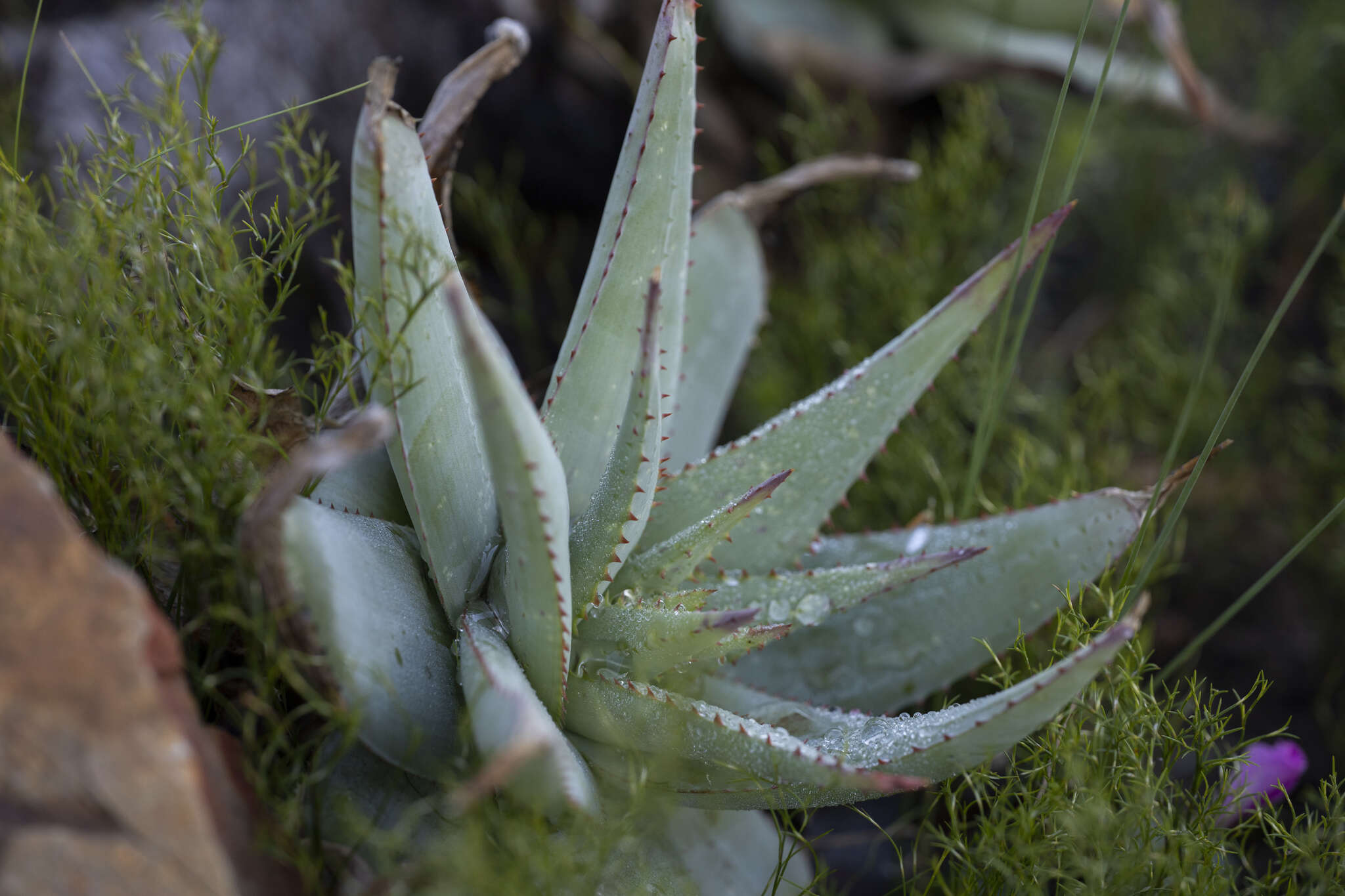 Plancia ëd Aloe glauca Mill.