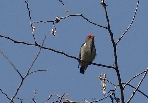 Image of Crimson-crowned Flowerpecker