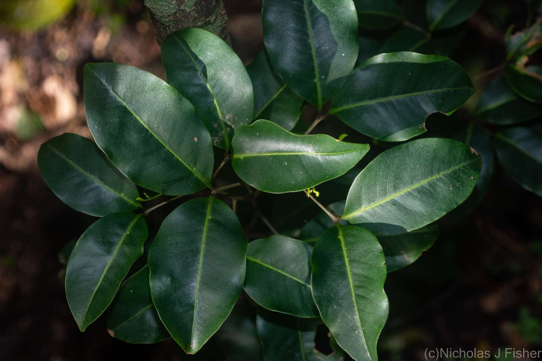 Слика од Mischocarpus anodontus (F. Müll.) Radlk.