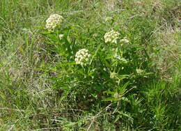 Image de Asclepias asperula subsp. capricornu (Woods.) Woods.