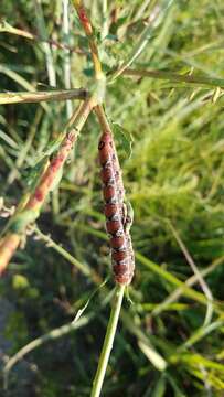 Proserpinus juanita (Strecker 1876) resmi