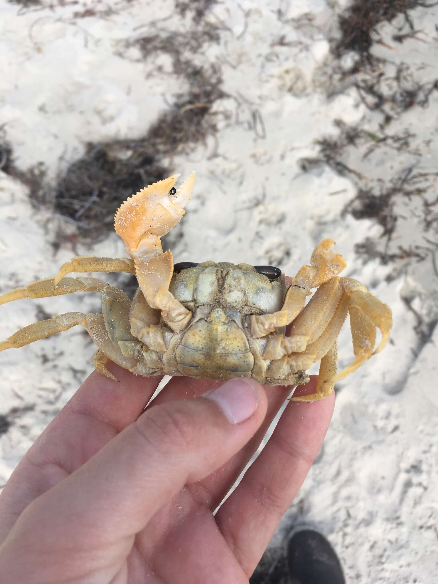 Image of Golden ghost crab