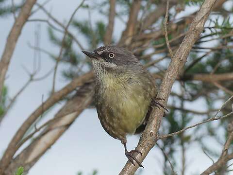 Image of Brown Scrubwren