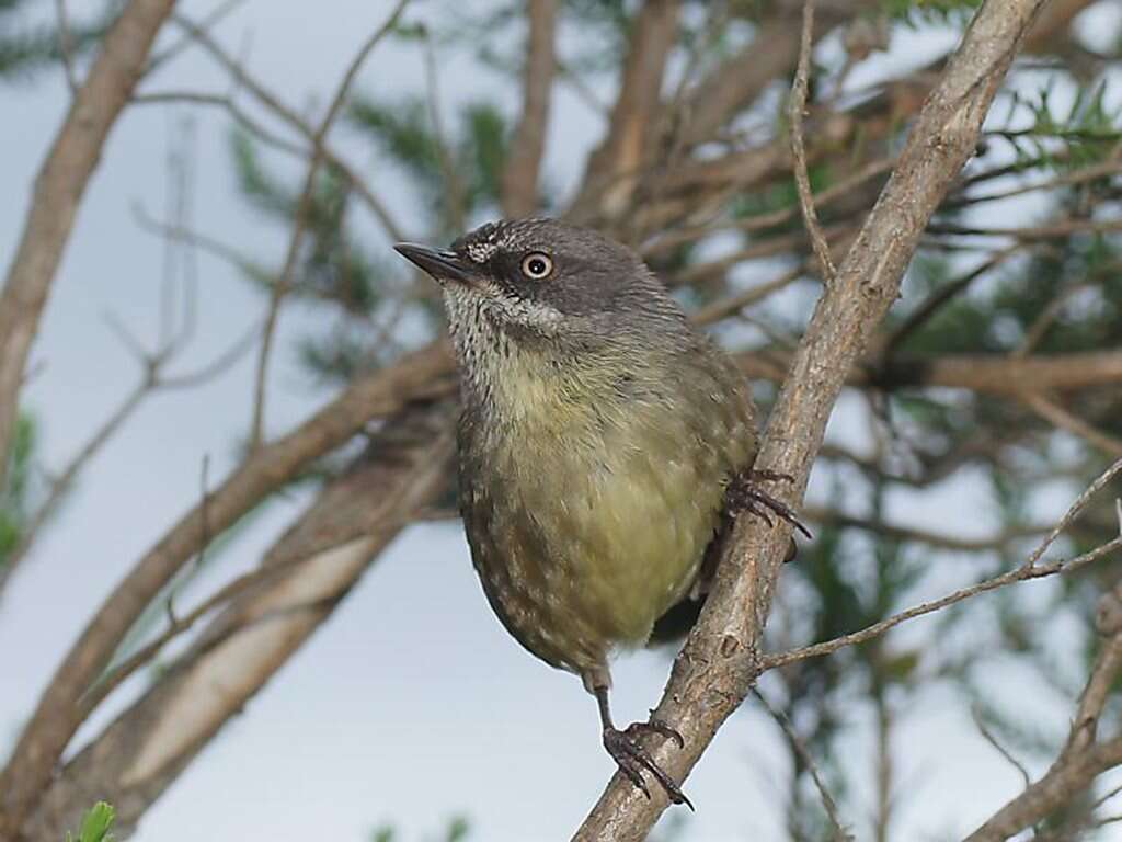 Слика од Sericornis humilis Gould 1838