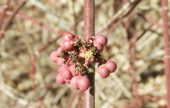 Image of Euphorbia colletioides Benth.