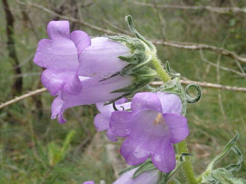 Image de Campanula speciosa Pourr.