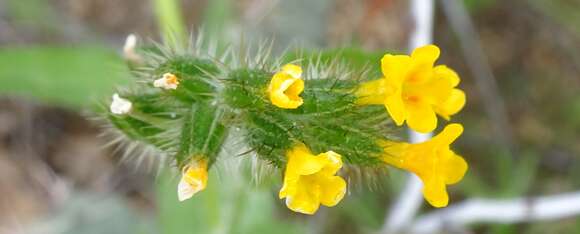 Image of Menzies' fiddleneck