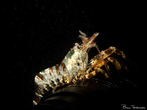 Image of intertidal coastal shrimp