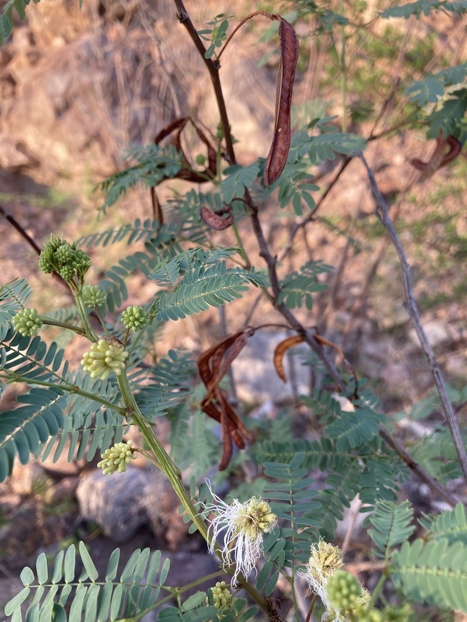 Image of Desmanthus fruticosus Rose