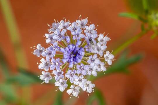 Imagem de Trachymene glaucifolia (F. Müll.) Benth.