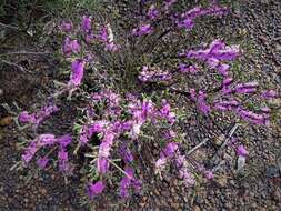 Image of Melaleuca suberosa (Schau.) C. A. Gardner