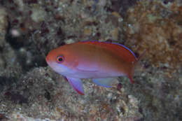 Image of Red-bar anthias