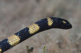 Image of Slender-necked Seasnake