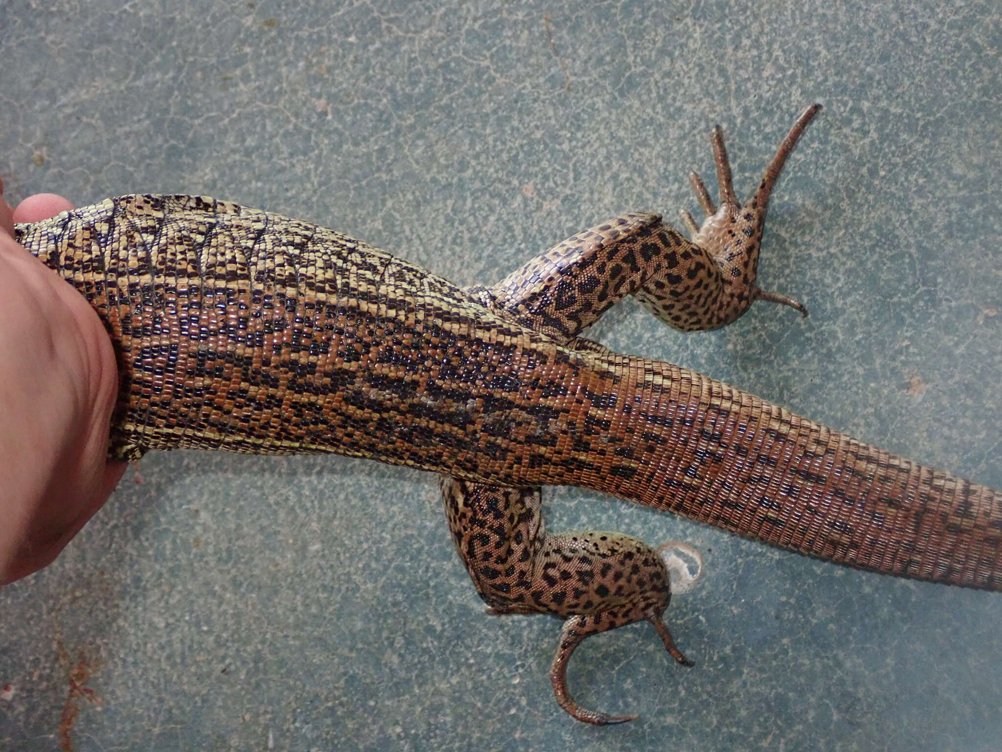 Image of Tupinambis quadrilineatus Manzani & Abe 1997