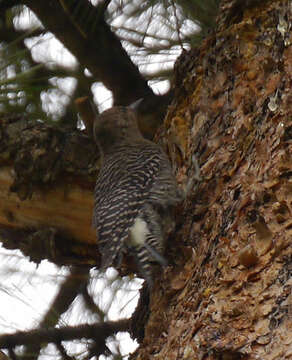 Plancia ëd Sphyrapicus thyroideus (Cassin 1852)