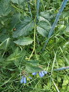 Image of prickly comfrey