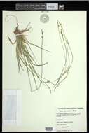 Image of fibrousroot sedge