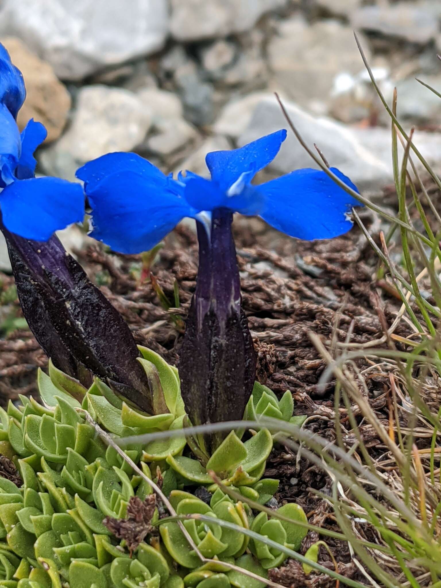 Image of Gentiana terglouensis subsp. schleicheri (Vacc.) Tutin